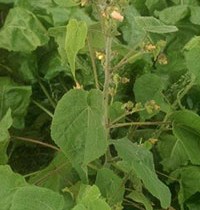 Velvetleaf